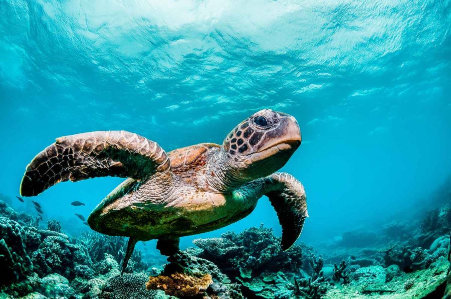 Green Retail  - L’intelligenza artificiale di Sas va in soccorso delle tartarughe marine delle Galapagos 