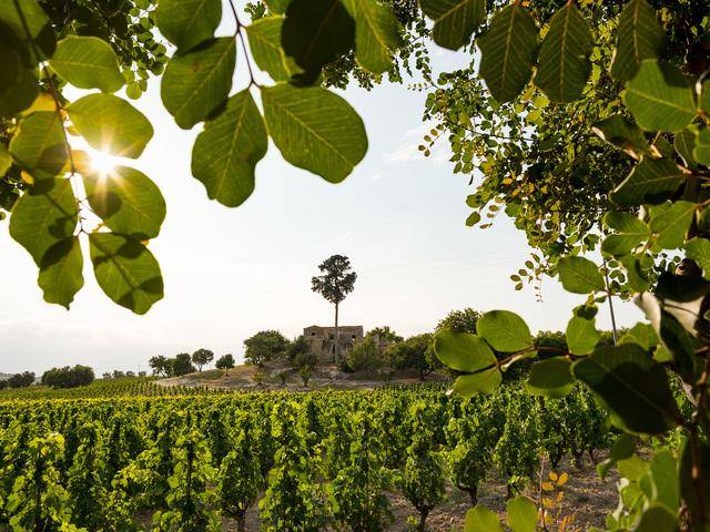 Green Retail  - La strada del vino del Val di Noto: nuova brand identity e nuovi obiettivi 