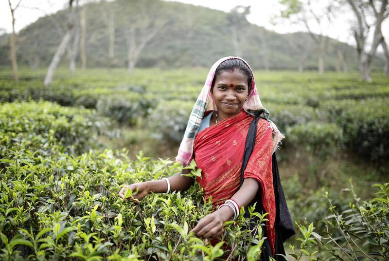 Green Retail  - WaterAid e Twinings uniscono le forze per le comunità di piantagioni di tè più sane e felici 