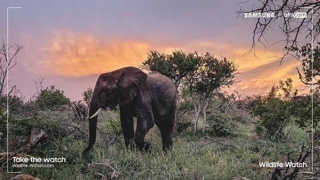 Green Retail  - Samsung Wildlife Watch, il progetto che invita a diventare ranger virtuali per scrutare a distanza gli animali selvaggi all’interno del loro habitat naturale 