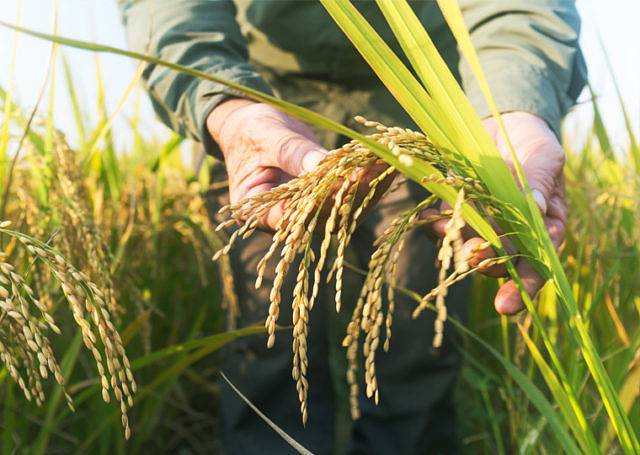 Green Retail  - Sai Platform in Italia per supportare a livello internazionale lo sviluppo di pratiche agricole sostenibili 