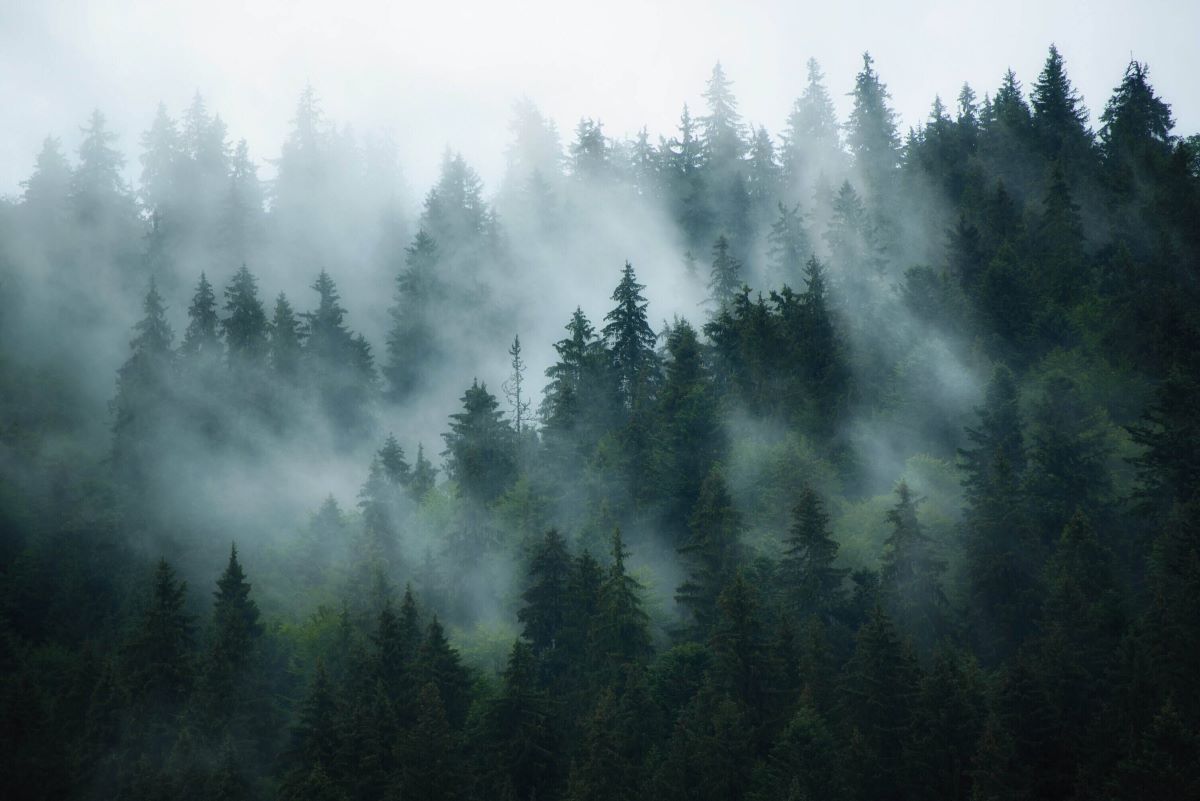Green Retail  - Ogni minuto vengono abbattuti 2400 alberi nel mondo: le aziende scendono in campo per invertire il trend 