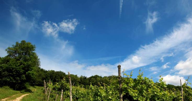 Green Retail  - Colli Berici: il libro che racconta il cuore verde di Vicenza 