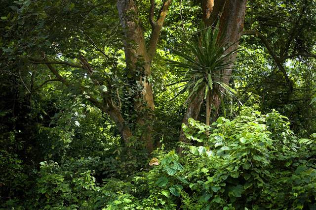 Green Retail  - Giornata Internazionale delle foreste - 21 marzo 2018 