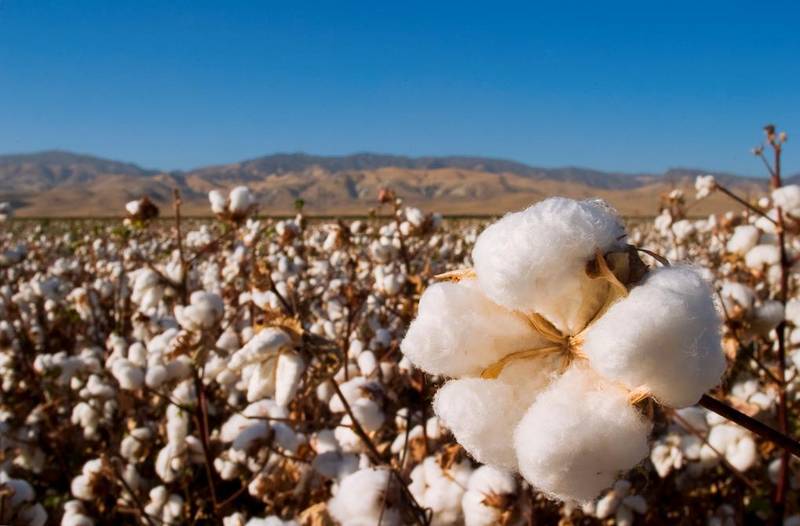 Green Retail  - Ricerca Cotton Usa: i risultati del “Global Lifestyle Monitor 2018” 