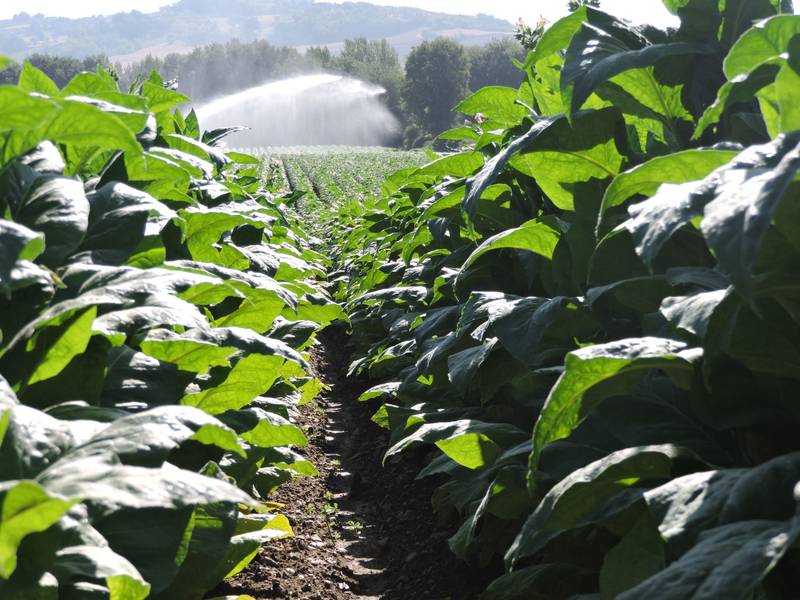 Green Retail  - Coldiretti, dalla coltivazione del tabacco 50 mila posti di lavoro 