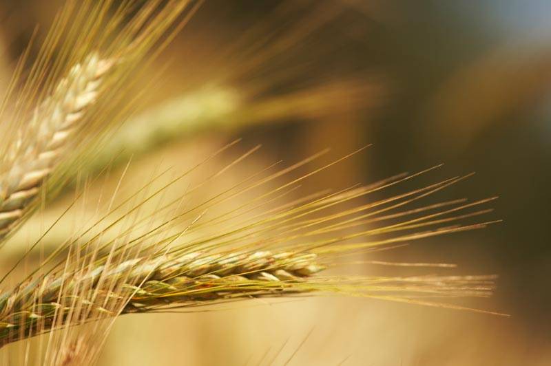 Green Retail  - Federbio, Assobiodinamica e Aiab: a rischio legge sul biologico al Senato 