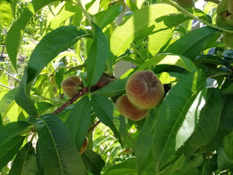 Green Retail  - Pesca gialla Maissa, varietà a raccolta prolungata e resistente al freddo 