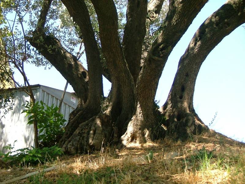 Green Retail  - Giornata mondiale della biodiversità: 5 progetti del Crpv per recuperare varietà antiche  