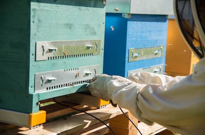 Green Retail - Sostenibilitá: con le BeeBox si salvano 60 mila api dall’estinzione Green Retail - Sostenibilitá: con le BeeBox si salvano 60 mila api dall’estinzione