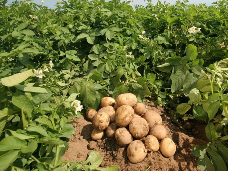 Green Retail  - Ce.Pa. - Centro di Documentazione per la Patata annuncia un aumento dei prezzi delle patate 