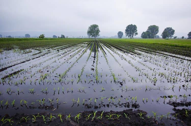 Green Retail  - Sostegni bis: Coldiretti, oltre 2 mld per l'agricoltura italiana 