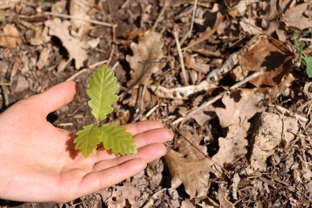 Green Retail  - Foreste italiane: dieci miti da sfatare 