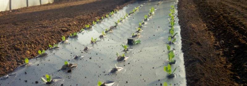 Green Retail  - "Compost Goal", la gara che premia la migliore raccolta differenziata dell'organico 