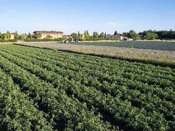 Green Retail  - Cameo pubblica il Report di Sostenibilità 2023–2024 