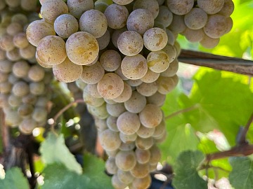 Green Retail  - I nettari di frutta biologici Alce Nero diventano ancora più sostenibili 